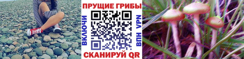 где продают наркотики  Тихвин  Галлюциногенные грибы ЛСД 